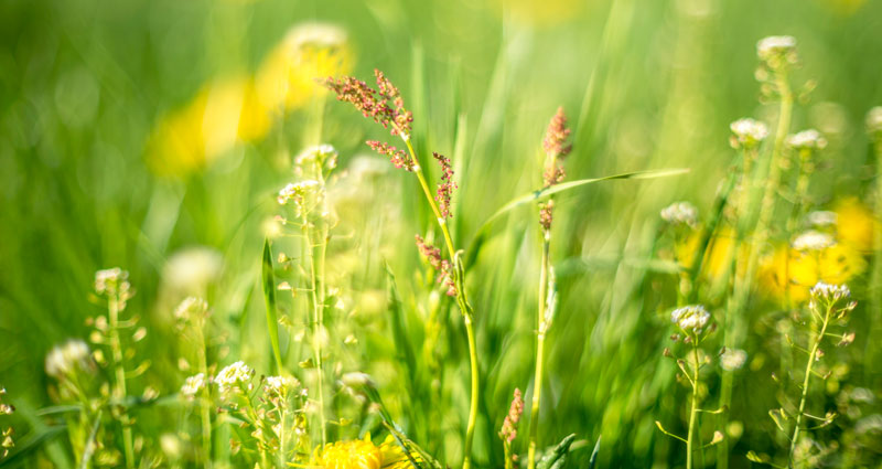 Tips for chronic allergy sufferers